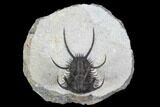 Spiny Ceratarges Trilobite - Zireg, Morocco #125230-2